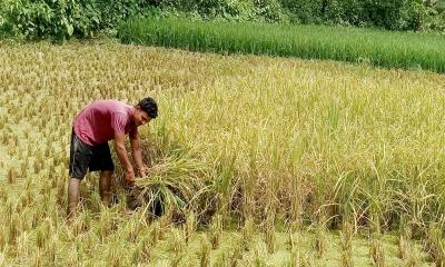 আউসের ফলন ভালো, লাভ কম