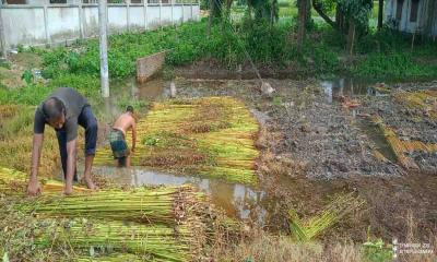 গাংনীতে পানির অভাবে কৃষকরা পাট জাগ দিতে পারছে না