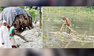 মহাদেবপুরে পাট চাষে বিপর্যয়