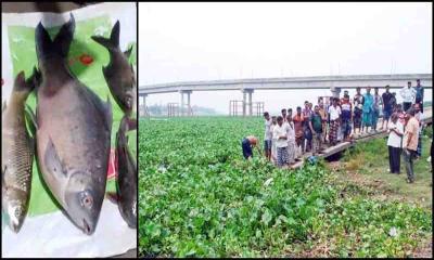 শীতলক্ষ্যায় কারখানার বিষাক্ত বর্জ্যে ভেসে উঠছে মাছ, দূষণ বন্ধে নেই উদ্যোগ