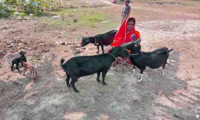 কুড়িগ্রামের চরাঞ্চলে ছাগল পালনে স্বাবলম্বী হচ্ছেন নারীরা