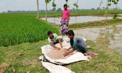 স্বাস্থ্যবিধি নিশ্চিত না করে কীটনাশক ও সার প্রয়োগ!