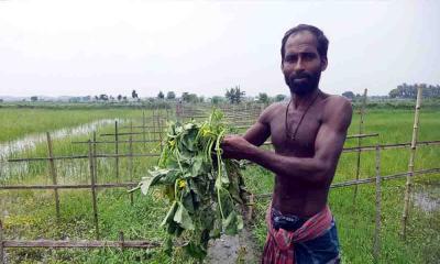 অভয়নগরে ঘেরের সবজি বাগান কেটেছে দুর্বৃত্তরা