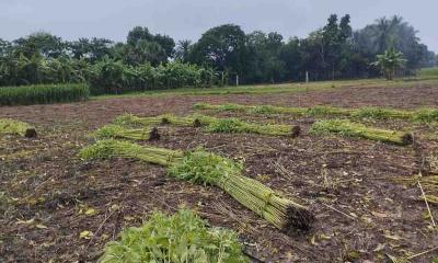 ফরিদপুরে সোনালী আঁশ এখন কৃষকের গলার ফাঁস