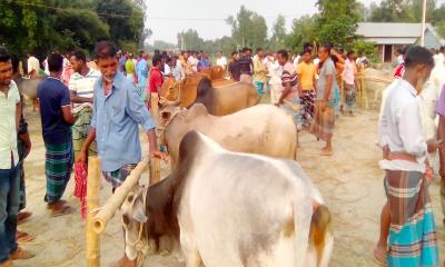 অবৈধ গরুর হাট বসিয়ে চাঁদাবাজি