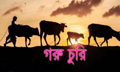 কমলগঞ্জ মাধবপুর ইউনিয়নে ১৫টি গরু চুরি