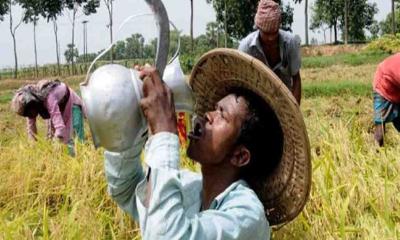 তাপ প্রবাহে কৃষকদের জন্য বিশেষ পরামর্শ