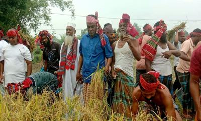 তেঁতুলিয়ায় কৃষকের পাশে কৃষকলীগ