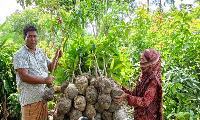 নার্সারি ব্যবসায় সফল মুজিবুর