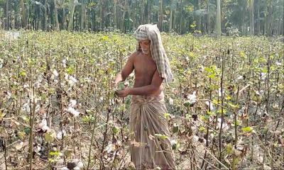 ফুলবাড়ীতে তুলার বাম্পার ফলন,কৃষকের মুখে হাসি