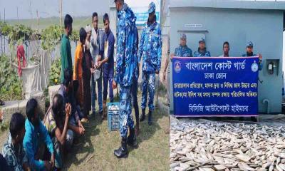চাঁদপুরের হাইমচরে ১৬ মণ জাটকা জব্দ