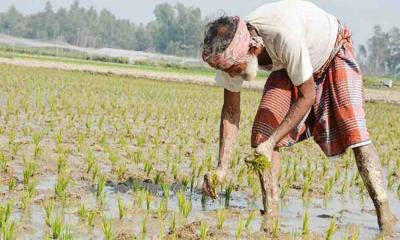 উত্তরের কৃষকের কপালে চিন্তার ভাঁজ