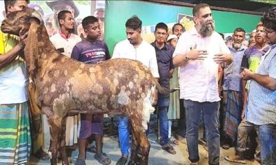 কোথায় আছে ১৫ লাখের সেই আলোচিত ছাগল