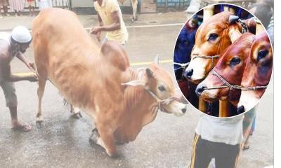 কুরবানির পশু জবাইয়ের সঠিক পদ্ধতি ও দোয়া