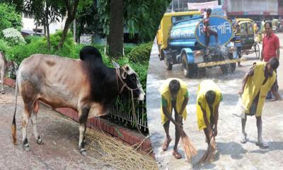 কোরবানির বর্জ্য যেভাবে পরিষ্কার করবেন