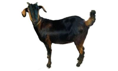 খাসির মাংসে পশম সহজেই পরিষ্কার করার ৮টি কৌশল