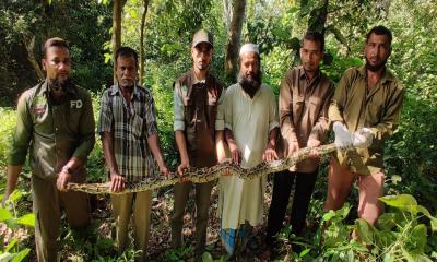 কাপ্তাই জাতীয় উদ্যানে অজগর অবমুক্ত