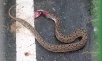 চাঁদপুরে ফের দেখা মিললো রাসেল ভাইপার, আতঙ্কে এলাকাবাসী