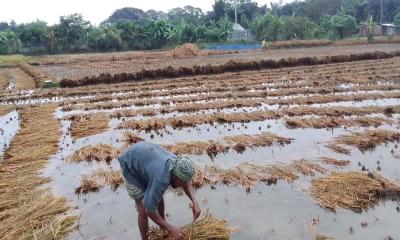 ঘূর্ণিঝড় মিগজাউম: বৃষ্টিতে আমনের ব্যাপক ক্ষতির শঙ্কা