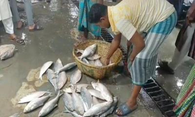 চাঁদপুরে ইলিশের সরবরাহ কম, দাম বেশি