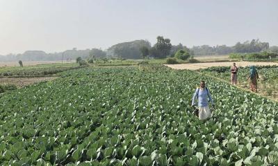 ফেনীতে ৫২ হাজার হেক্টর জমিতে সবজির আবাদ