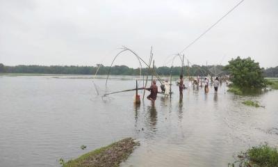 গৌরীপুরে ভেসে গেছে ২৭৪ কোটি টাকার মাছ