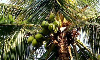 নারিকেল গাছ থেকে পড়ে বৃদ্ধার মৃত্যু