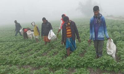 কাউনিয়ায় তীব্র শীতে জনজীবন বিপর্যস্ত