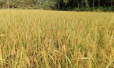 বুড়িচংয়ে আমনের ফলন ভালো, কৃষকের মুখে হাসি