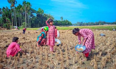 কুড়িয়ে পাওয়া ধানে নবান্ন উৎসব