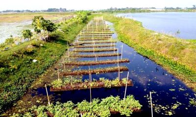 আধুনিক প্রযুক্তিতে গোপালগঞ্জে ৫ হাজার হেক্টর অনাবাদি জমি চাষের উদ্যোগ