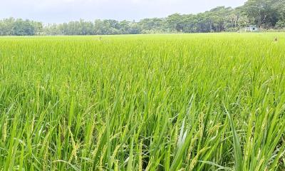 বৃষ্টিতে চাষির স্বস্তি, সতেজ আমন ক্ষেত