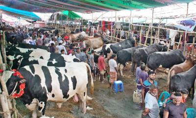 রাজধানীতে বসবে ২২টি কোরবানির পশুর হাট