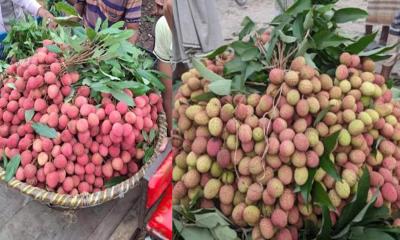 ঈশ্বরদীর হাট-বাজারে লিচু উঠতে শুরু করেছে