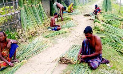 জমির স্বল্পতা-উন্নত বীজ সংকটে হারিয়ে যাচ্ছে মাদুর