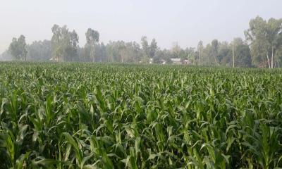 পোকার আক্রমণে দুশ্চিন্তায় ভুট্টা চাষিরা