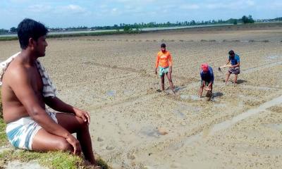 তরমুজ চাষির স্বপ্নে মিধিলি’র থাবা