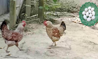 নাগরপুরে ডিম দেয়া মুরগি রূপ নিলো মোরগে