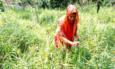 বস্তায় আদা চাষে সফল নার্গিস