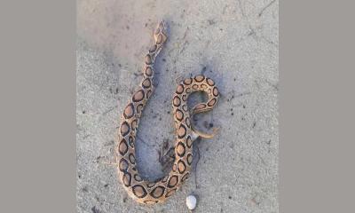 রাসেল ভাইপারের আতঙ্কে দোহারবাসী