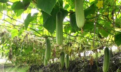 অভয়নগরে শসার ফলন ভালো, লাভ বেশি