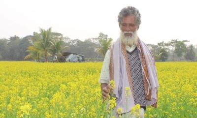 সরিষা চাষে চারগুণ বেশি লাভ