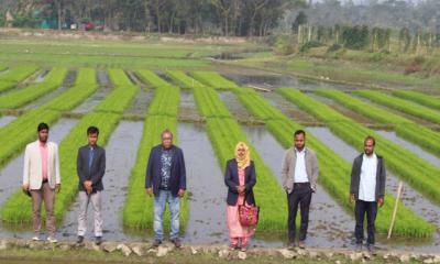 সুবর্ণচরে রাইস ট্রান্সপ্লান্টারে চারা রোপন উদ্বোধন