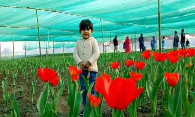 মুগ্ধতা ছড়াচ্ছে ভিনদেশী টিউলিপ