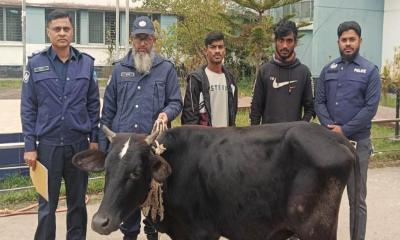 আখাউড়ায় চোরাই গরুসহ গ্রেপ্তার ২