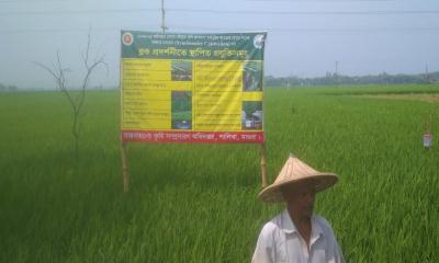 শালিখায় বোরো ধানের ব্যাপক ফলনের আশা