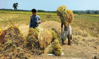 দীঘিনালায় বোরো ধানের বাম্পার ফলন