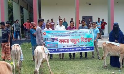 সালথায় ৩৫ জেলেকে বকনা বাছুর বিতরণ