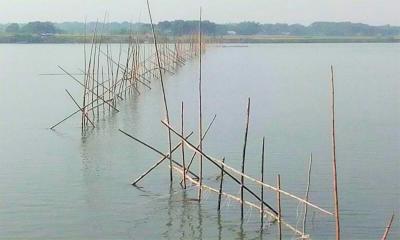পদ্মা–মেঘনায় বাঁশের বাঁধ, বিপাকে জেলেরা