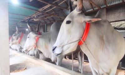 ভূঞাপুরে কোরবানির জন্য চাহিদার চেয়ে ৮ হাজার গরু বেশি
